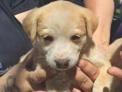 Cachorro ra a SRD-ViraLata idade Abaixo de 2 meses nome Tipa