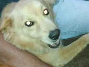 Cachorro raça Labrador/ vira lata idade 3 anos nome Bob