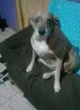 Safira
