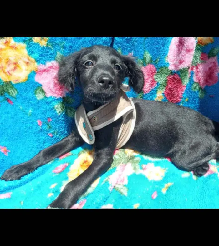 Cachorro ra a Mix Poodle idade 2 a 6 meses nome BENJAMIN
