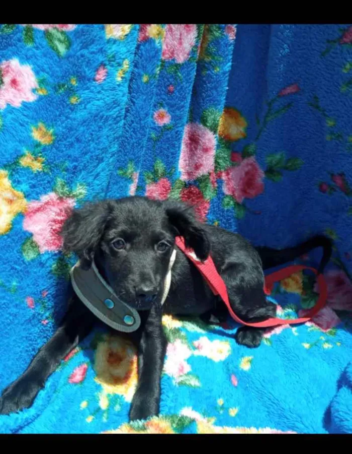 Cachorro ra a Mix Poodle idade 2 a 6 meses nome BENJAMIN