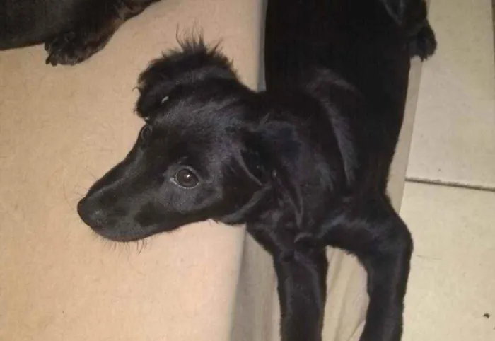 Cachorro ra a Mix Poodle idade 2 a 6 meses nome BENJAMIN