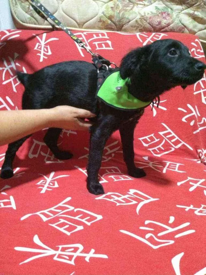 Cachorro ra a Mix Poodle idade 2 a 6 meses nome BENJAMIN
