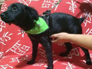 Cachorro raça Mix Poodle idade 2 a 6 meses nome BENJAMIN