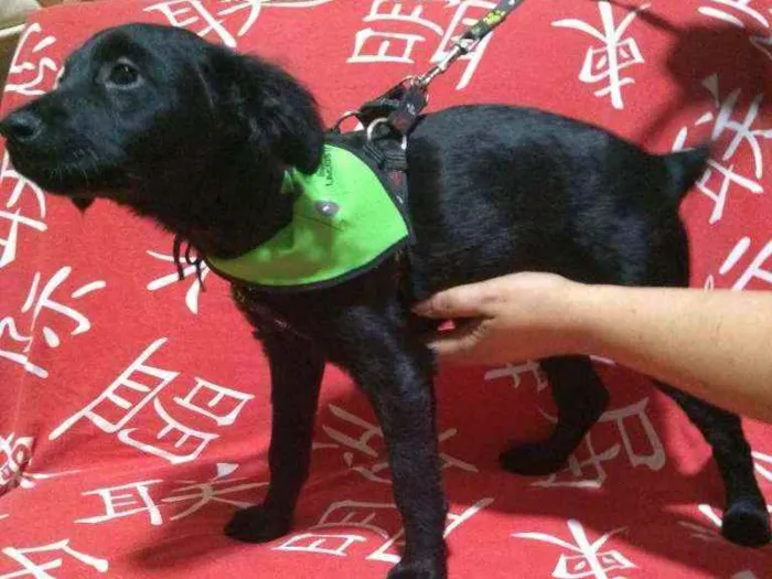 Cachorro ra a Mix Poodle idade 2 a 6 meses nome BENJAMIN