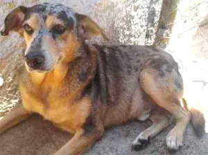 Cachorro raça SRD-ViraLata idade 3 anos nome Luck Blue Heeler