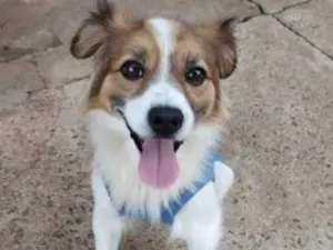 Cachorro raça SRD-ViraLata idade 2 anos nome Marley