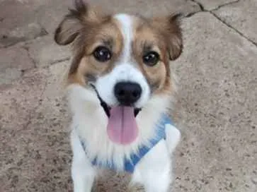 Cachorro raça SRD-ViraLata idade 2 anos nome Marley