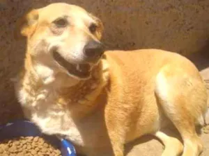 Cachorro raça SRD-ViraLata idade 3 anos nome Xuxa