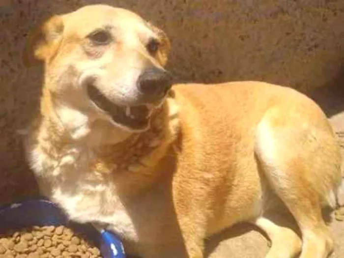 Cachorro raça SRD-ViraLata idade 3 anos nome Xuxa