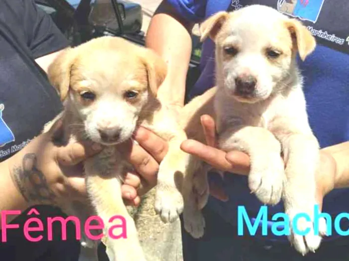 Cachorro ra a SRD-ViraLata idade Abaixo de 2 meses nome Tipa