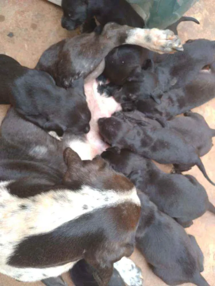 Cachorro ra a Srd idade Abaixo de 2 meses nome Filhotes