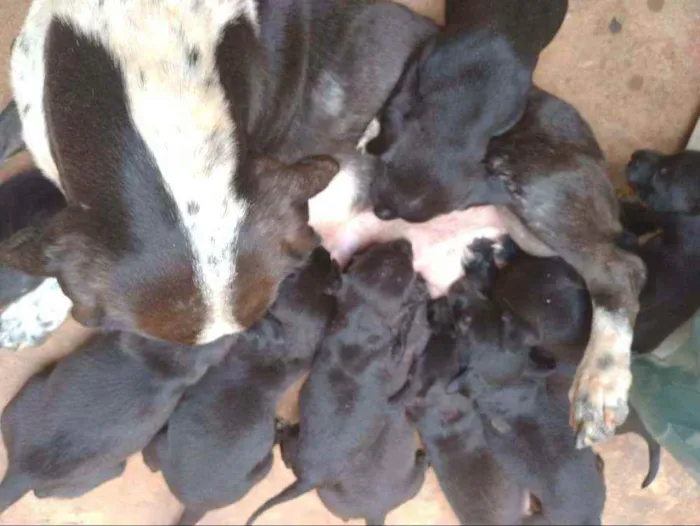 Cachorro ra a Srd idade Abaixo de 2 meses nome Filhotes