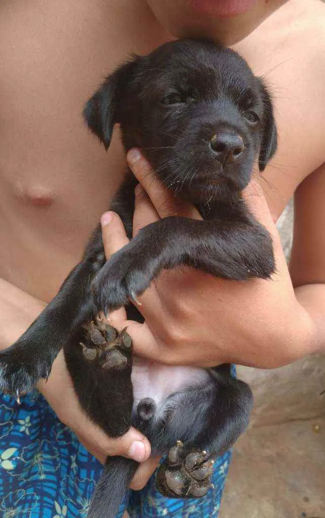 Cachorro ra a Srd idade Abaixo de 2 meses nome Filhotes