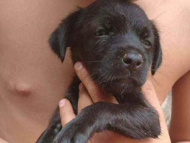 Cachorro ra a Srd idade Abaixo de 2 meses nome Filhotes