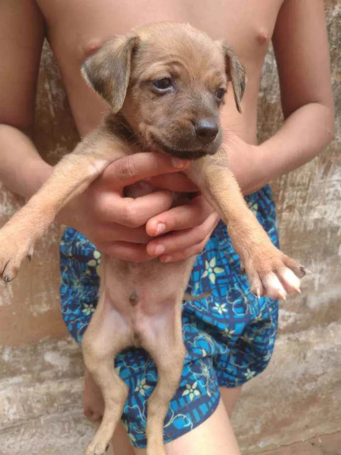 Cachorro ra a Srd idade Abaixo de 2 meses nome Filhotes