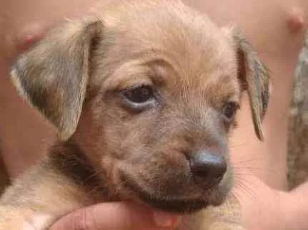 Cachorro ra a Srd idade Abaixo de 2 meses nome Filhotes