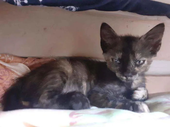 Gato raça  idade 2 a 6 meses nome Dulcis