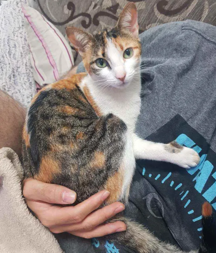 Gato ra a Sem raça definida idade 1 ano nome Nana