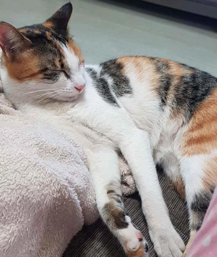 Gato ra a Sem raça definida idade 1 ano nome Nana
