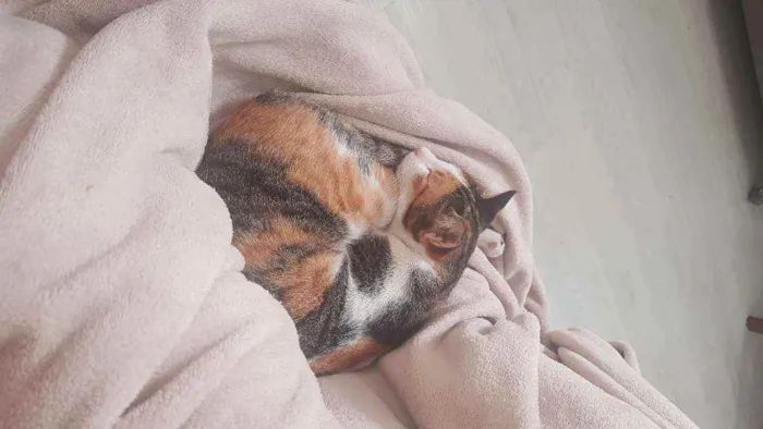 Gato ra a Sem raça definida idade 1 ano nome Nana