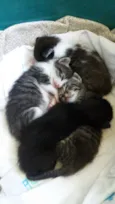 GATINHOS PARA ADOÇÃO