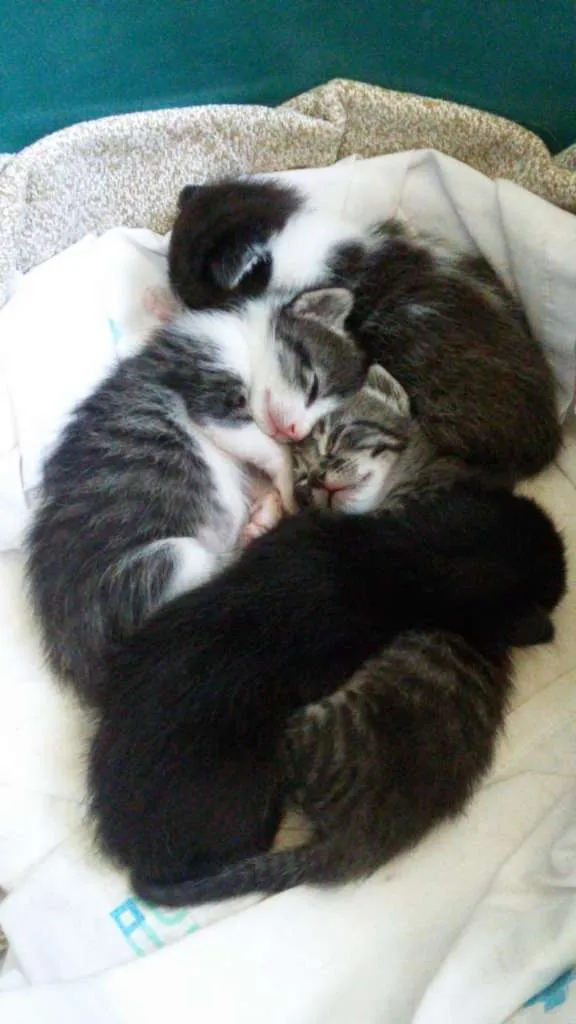 Gato ra a SRD-ViraLata idade Abaixo de 2 meses nome GATINHOS PARA ADOÇÃO