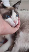 GATINHOS PARA ADOÇÃO