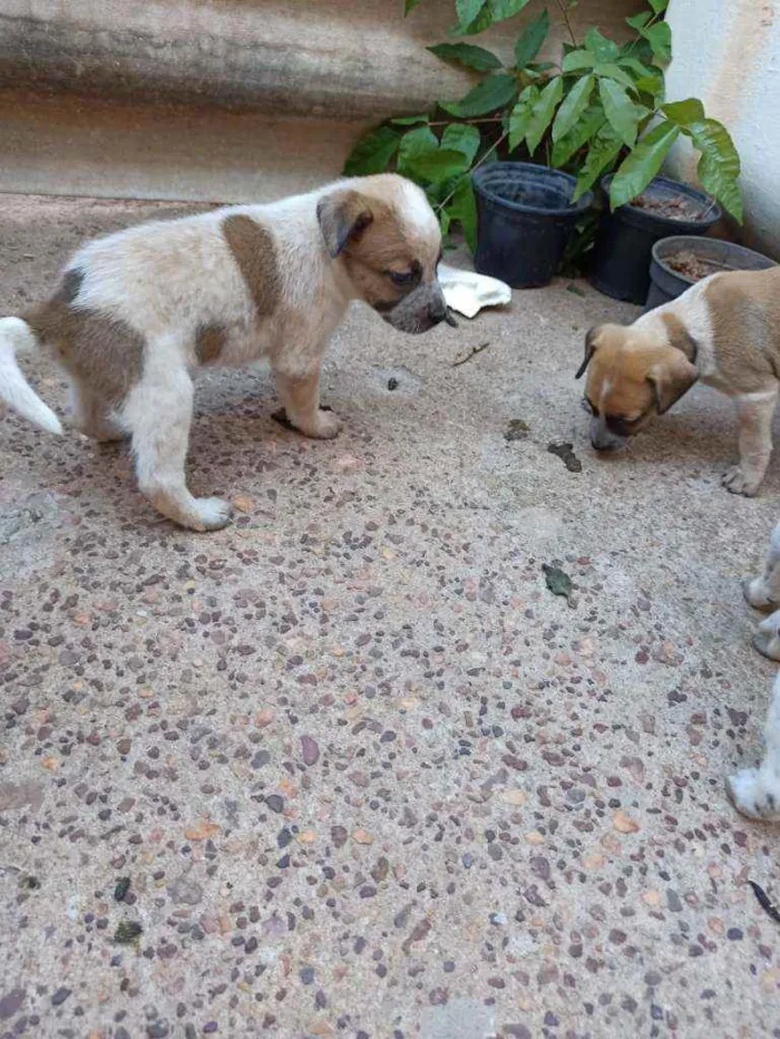 Cachorro raça Não definida idade Abaixo de 2 meses nome Cacau