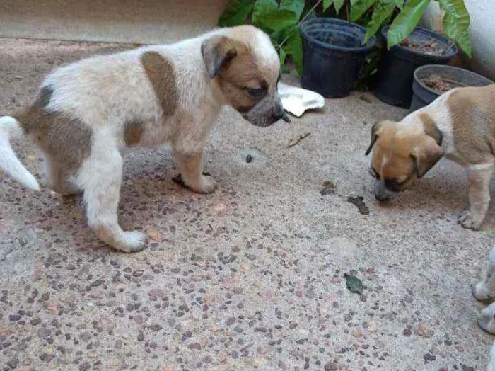 Cachorro raça Não definida idade Abaixo de 2 meses nome Cacau