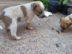 Cachorro raça Não definida idade Abaixo de 2 meses nome Cacau