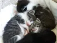 GATINHOS PARA ADOÇÃO
