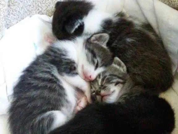 Gato ra a SRD-ViraLata idade Abaixo de 2 meses nome GATINHOS PARA ADOÇÃO