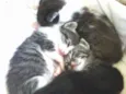 GATINHOS PARA ADOÇÃO