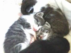 Gato raça SRD-ViraLata idade Abaixo de 2 meses nome GATINHOS PARA ADOÇÃO