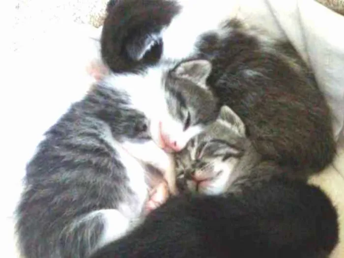 Gato ra a SRD-ViraLata idade Abaixo de 2 meses nome GATINHOS PARA ADOÇÃO