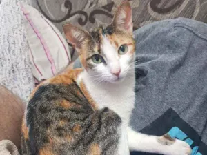 Gato raça Sem raça definida idade 1 ano nome Nana