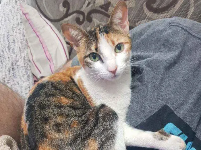 Gato ra a Sem raça definida idade 1 ano nome Nana
