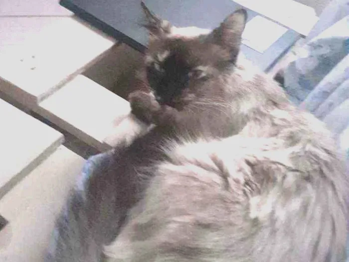 Gato raça Siamês  idade 1 ano nome Kika