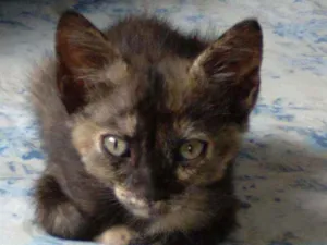 Gato raça  idade 2 a 6 meses nome Dulcis