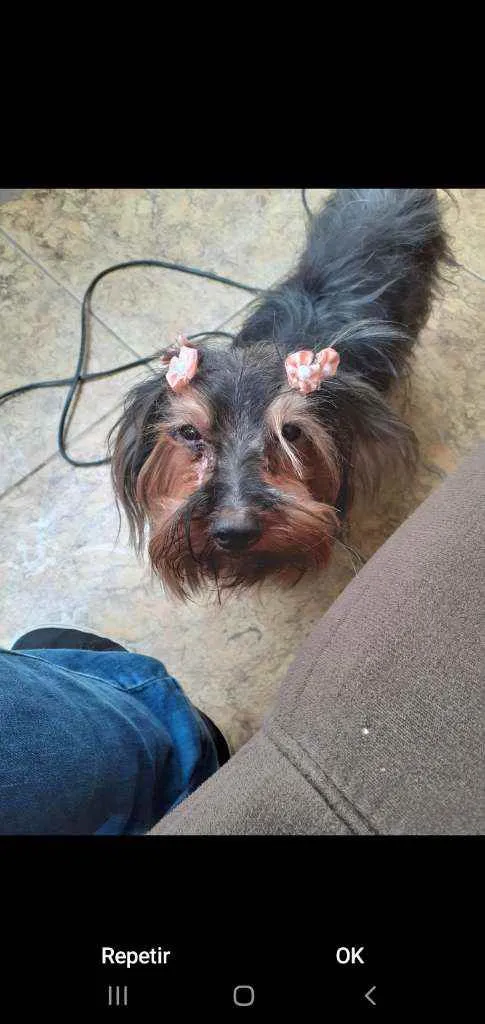 Cachorro raça Yorkshire terrier idade  nome Kit