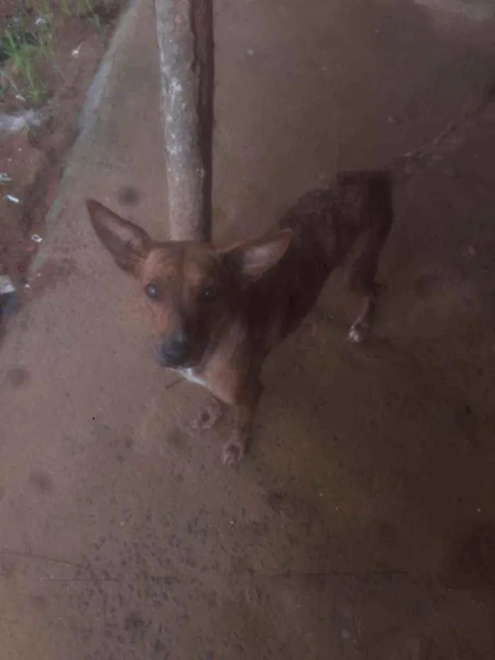 Cachorro ra a Indefinida idade 7 a 11 meses nome Mila