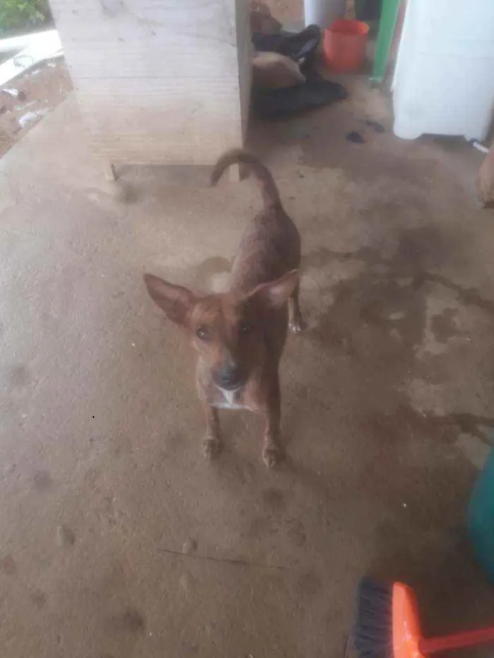 Cachorro ra a Indefinida idade 7 a 11 meses nome Mila