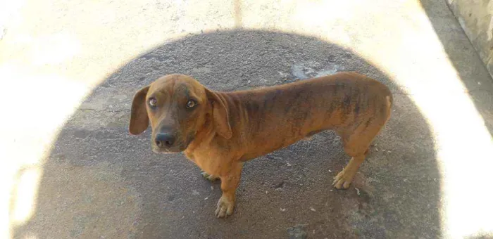 Cachorro ra a Basse idade 2 anos nome Billu