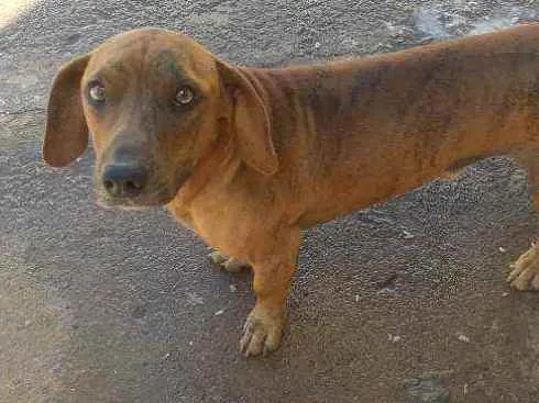 Cachorro ra a Basse idade 2 anos nome Billu