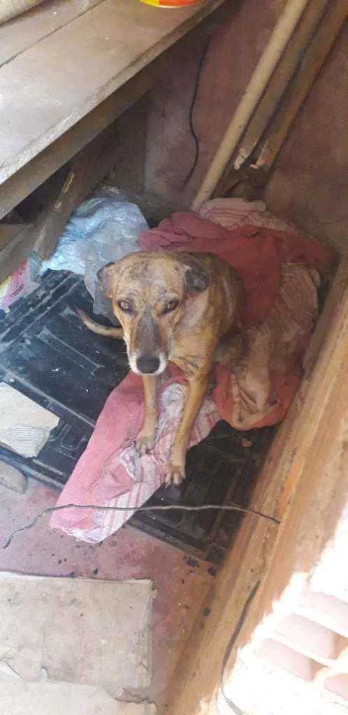 Cachorro ra a Viralata idade 3 anos nome Pantera 