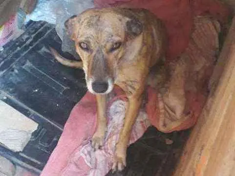 Cachorro ra a Viralata idade 3 anos nome Pantera 