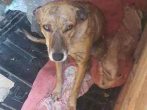 Cachorro raça Viralata idade 3 anos nome Pantera 