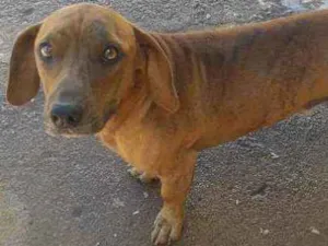 Cachorro raça Basse idade 2 anos nome Billu