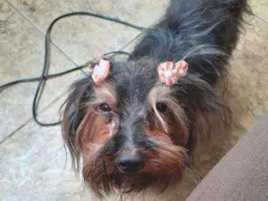 Cachorro raça Yorkshire terrier idade  nome Kit